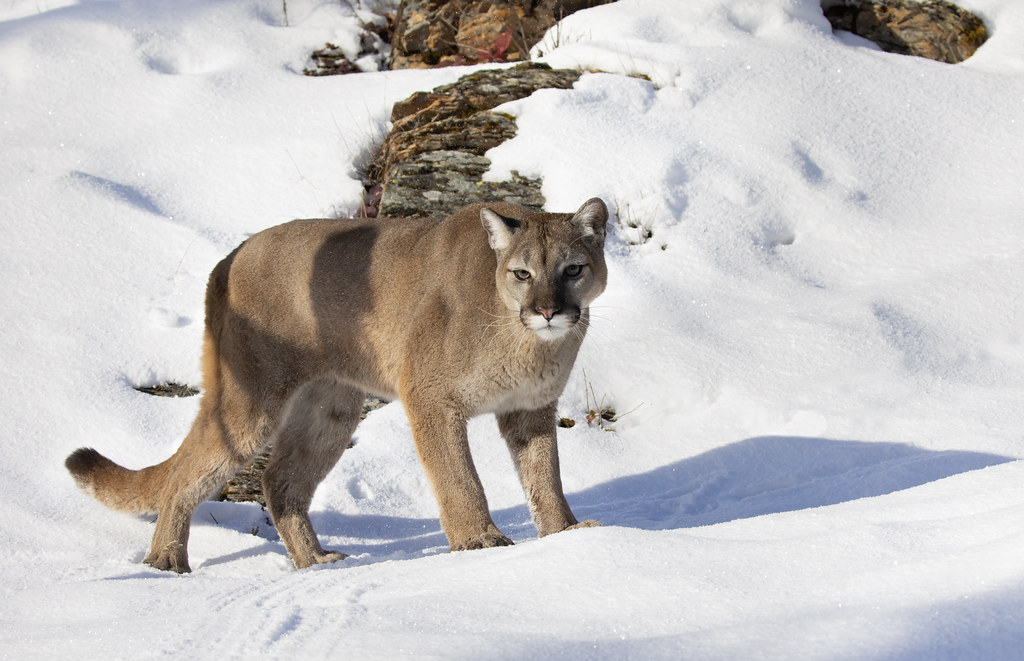 brian pfeiff recommends Cumming Cougars