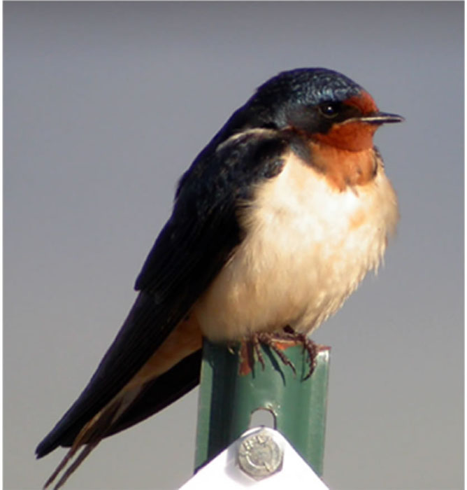 ashley bin like swallow chubby photo darin galbraith recommends poeb hub pic