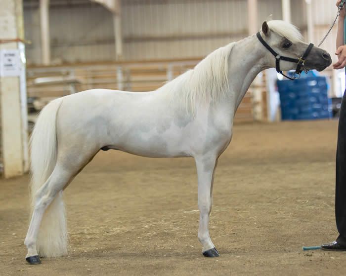 mini stallion bbc - onlycellis porn wife breeding