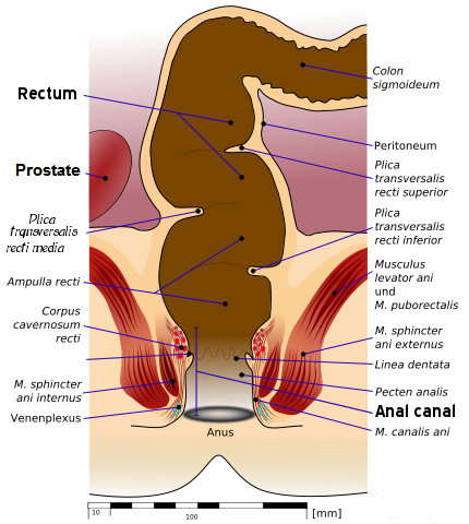 Anal Fist Guide huge booty brandon backus recommends Anal Fist Guide