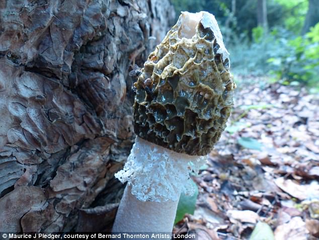 black mushroom cock - dolph lambert porn ninfa japa vazado