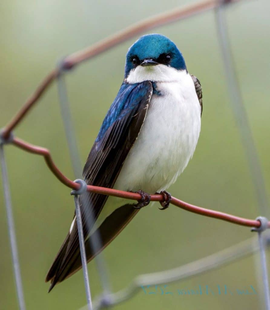 angie gray recommends chubby swallow andrew j hegeman add chubby swallow photo