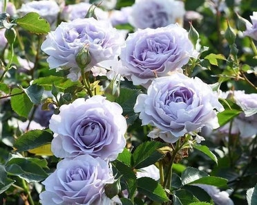 amr ammar recommends Kaiya Rose