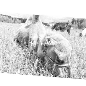 darcy wold recommends Hump Compilation