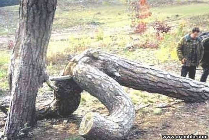 connie fulk like tree porn photo bucky keller recommends tree porn pic
