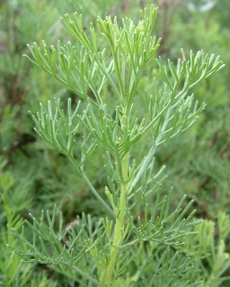 Best of Artemisia love