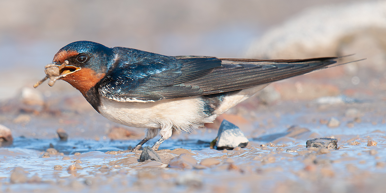 christine groh recommends swallow com pic