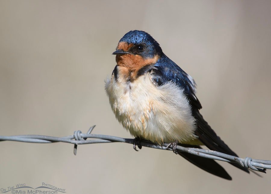 Best of Swallow com