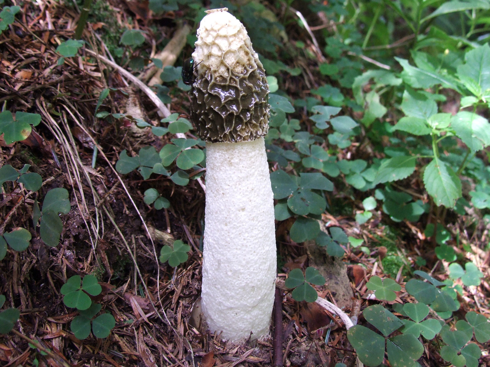 black mushroom cock - passion hd videos for free meredith monroe naked