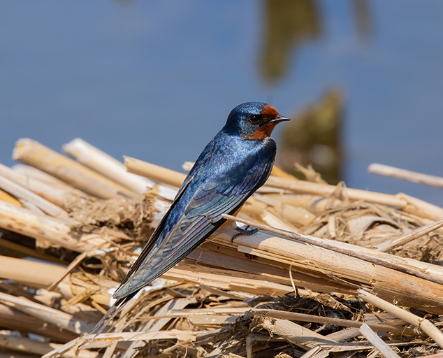 bhupesh kohli like swallow com photo bjorn nylander recommends swallow com pic