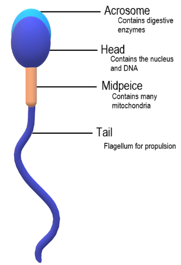 mature sperm face babe pic mature sperm face