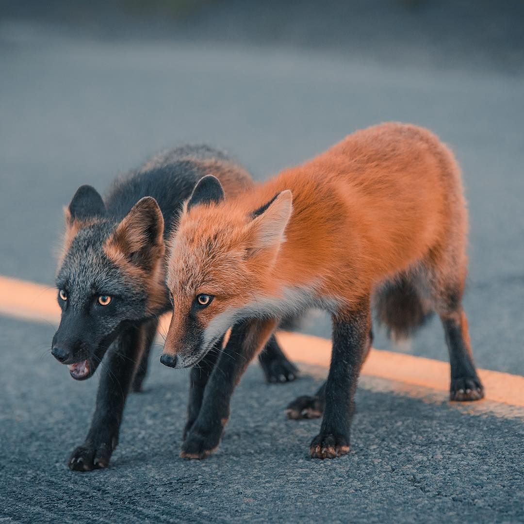saiomy fox - jav newhalf syntha fixx
